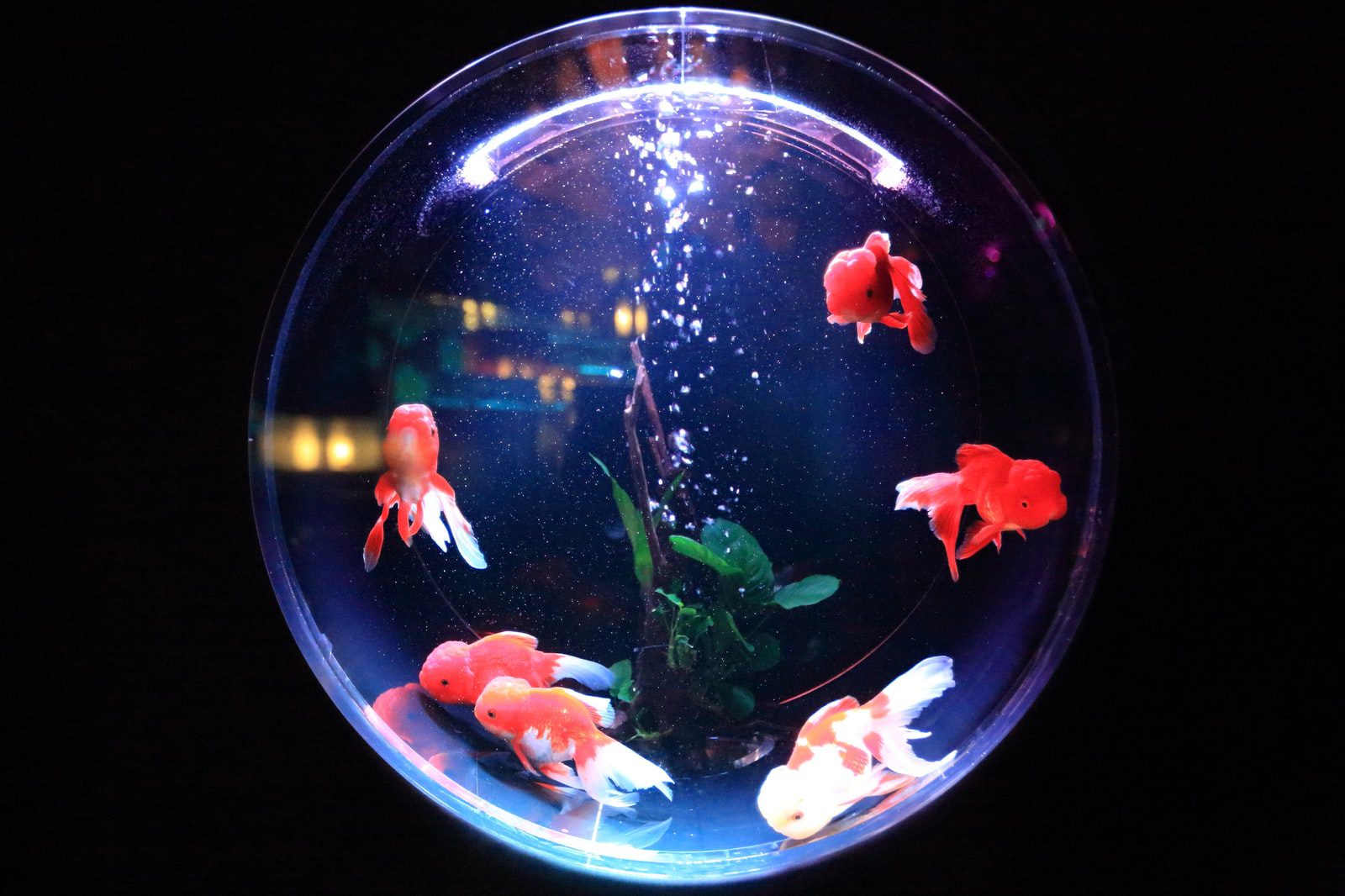 lampe pour aquarium